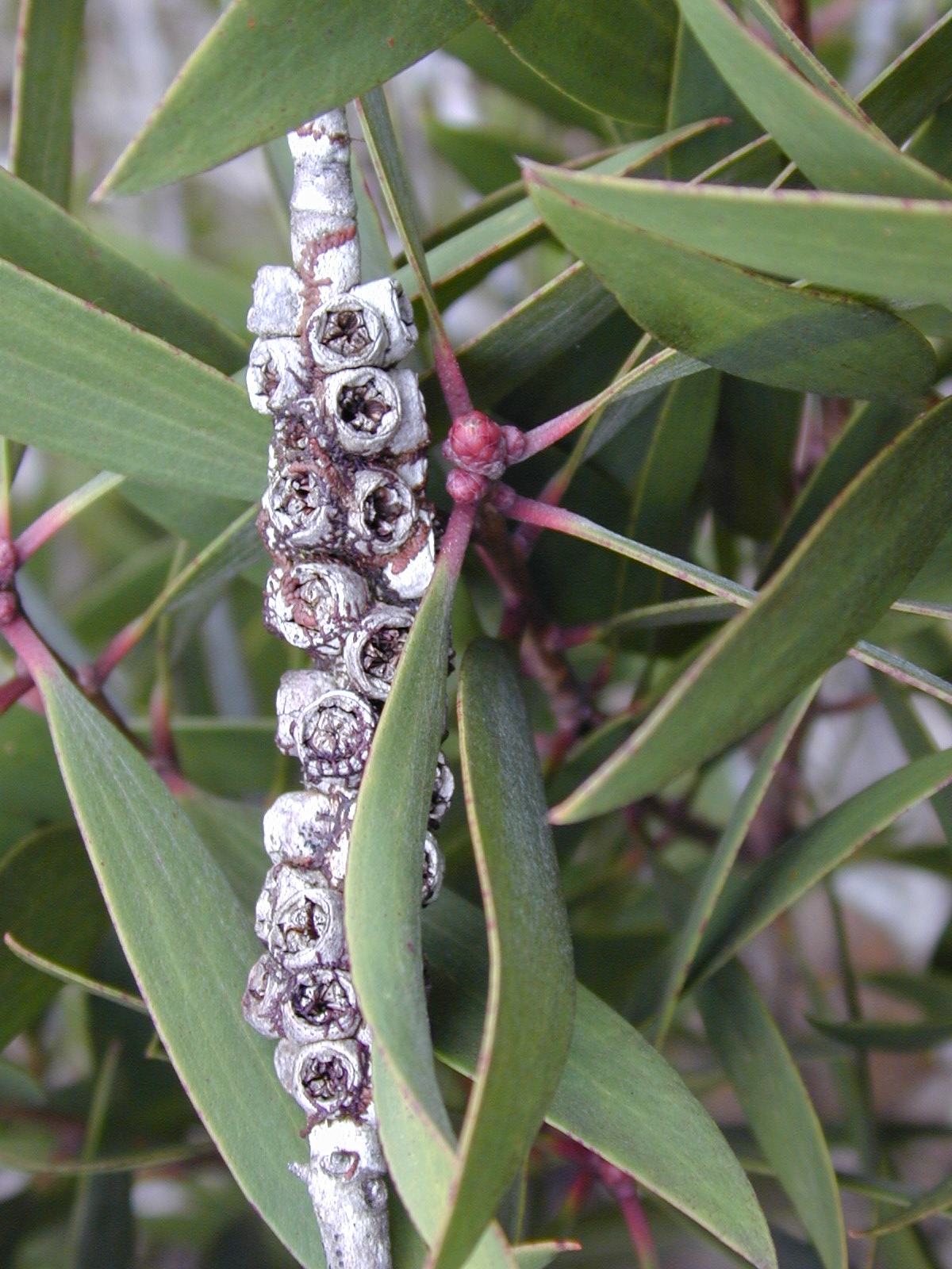 Melaleuca quinquenervia